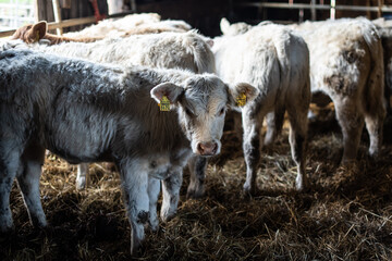 Group of young cow calf Charolais in farm.