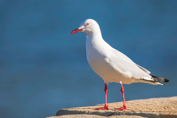 Seagull at the seaside