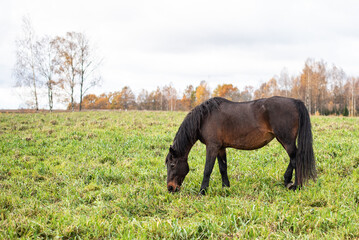 A dark brown horse grazes on pasture.