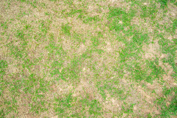 Dry grass leaf change from green to dead brown in a circle lawn texture background dead dry grass.