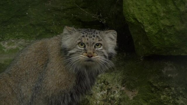 Close-up portrait of a Pallas Cat looking into the camera.