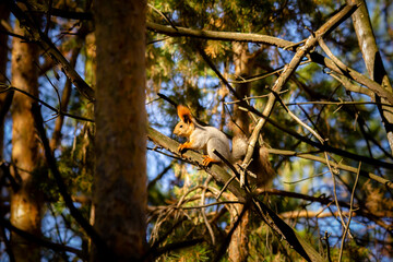 A squirrel sits on pine branches in the dense taiga.