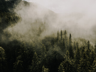Aerial top view of misty forest trees in forest in Slovakia. Drone photography. Rainforest...