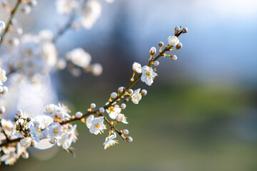 Fruit tree twigs with blooming white and pink petal flowers in spring garden.