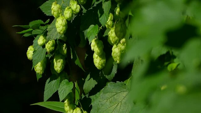 Hop cones ripen in the sun. Hop bush with leaves close-up. Beer production
