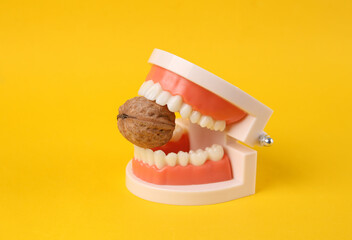 Strong and healthy teeth. Plastic model of a human jaw gnawing walnut on yellow background