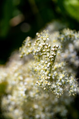 Filipendula vulgaris flower growing in field, close up
