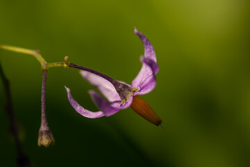 Solanum dulcamara flower in field