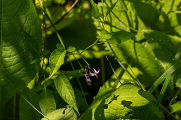 Solanum dulcamara flower in field, close up