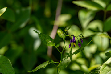 Solanum dulcamara flower growing in field, close up shoot	
