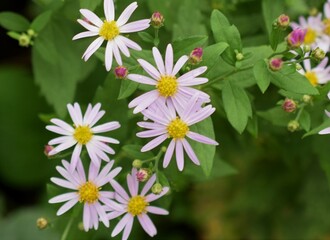 日本の菊の花、野菊の咲く風景