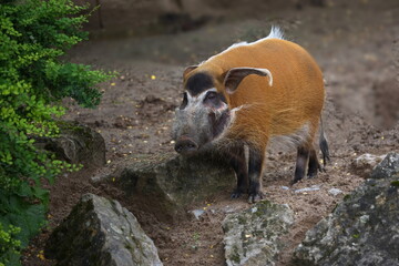 Pinselohrschwein - Flußschwein