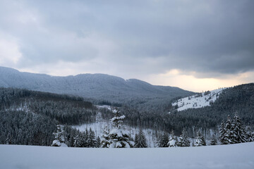 Aerial view of winter landscape with mountain hills covered with evergreen pine forest after heavy snowfall on cold quiet evening.