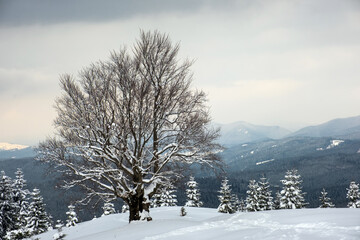 Moody winter landscape with dark bare tree on covered with fresh fallen snow field in wintry mountains on cold gloomy day.