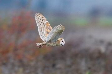 Flying Barn owl