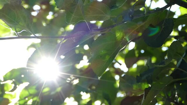 Hop cones ripen in the sun. Hop bush with leaves close-up. Beer production