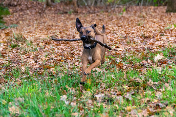 dog running in the park