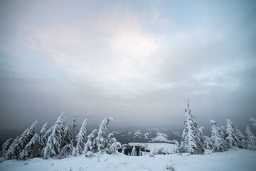 Dramatic winter landscape with spruce forest cowered with white snow in cold frozen mountains.