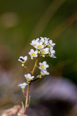Obraz premium Saxifraga crustata flower in mountains