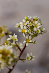 Saxifraga crustata flower in mountains, close up