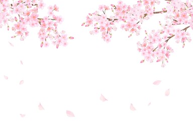 美しく華やかな満開の桜の花と花びら舞い散る春の白バック背景ベクター素材イラスト
