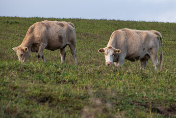 Cows graze in the pasture on autumn day. 