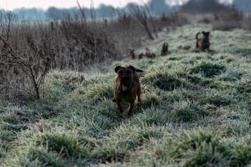 dog in the woods