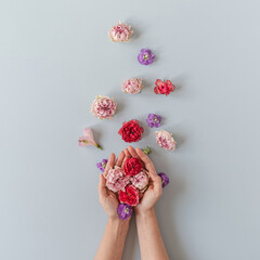 Flatlay of red and pink roses flowers in women's hand on blue background. Flat lay, top view...