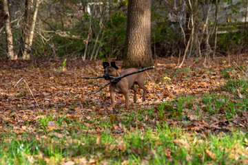 Fototapeta na wymiar dog in the woods