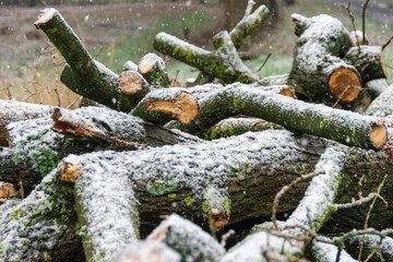 branches of a tree