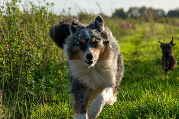 border collie dog