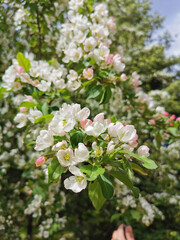 A branch of an apple tree with white and pink flowers on a background of green and blue sky.