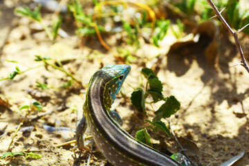 Lagartija 