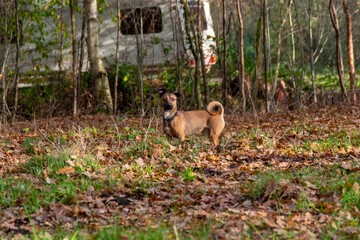 deer in the grass