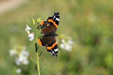 Red admiral butterfly (Vanessa atalanta) still survives with frayed wings in fall.