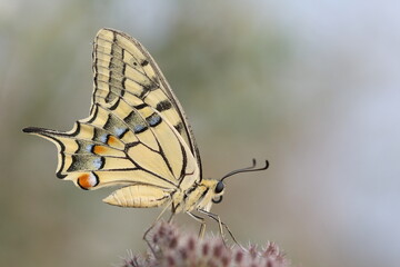 swallowtail butterfly on a flower