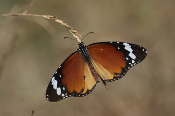 plain tiger butterfly