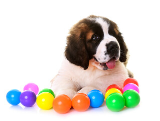 puppy saint bernard