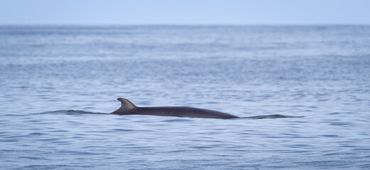 Fototapeta premium Minke Whale in the Atlantic ocean, near Iceland