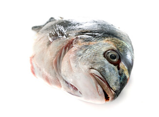 Gilt-head bream in studio
