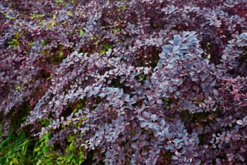Dark red leaves of Thunberg's Barberry in autumn. Beautiful leafy background.
