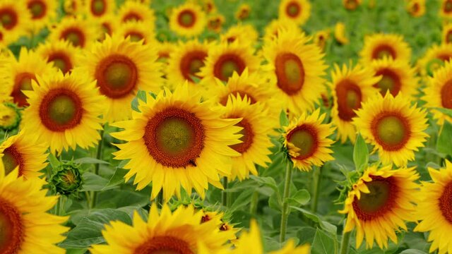 Bee or honey bee pollinating sunflower crawling around. Bee gathering pollen from sunflower in field. Slow motion.