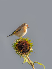 Goldfinch sits on a faded sunflower against gray background