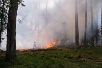 Fototapeta na wymiar Forest fire. Moss and tree trunks are burning. Thick white smoke.