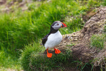 Atlantic puffin sitting on a grass turf
