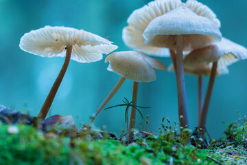Mushrooms containing psilocybin grow in the forest. Selective focus close-up with shallow depth of...