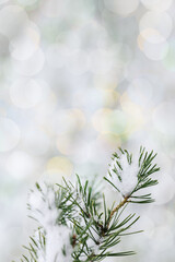 Frozen fir or pine branches and needles covered snow. Holidays natural winter background Restrained beauty of nature