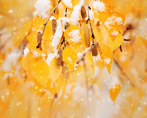 Yellow leaves of birch tree covered first snow. Winter or late autumn scene, nature frozen leaf, it is snowing