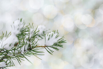 Snowy winter fir or pine branches with needles with hoarfrost, frozen conifer twigs close-up Natural landscape