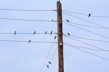 swallows sit on high-voltage wires against the backdrop of a cloudy sky.